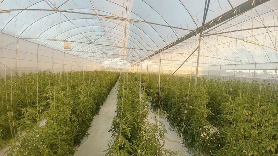 commercial greenhouse plastic factory