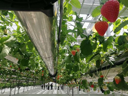 How to manage the greenhouse in winter How to manage the greenhouse in winter