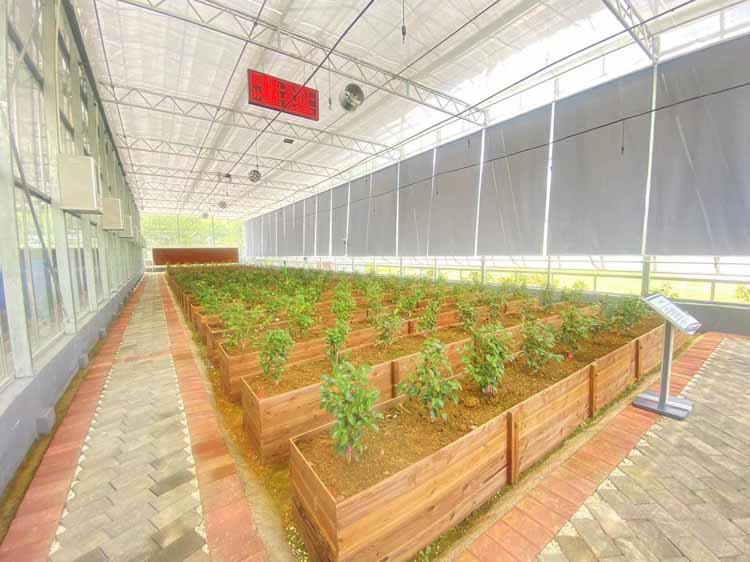 Overwintering of Greenhouse Vegetables Overwintering of Greenhouse Vegetables