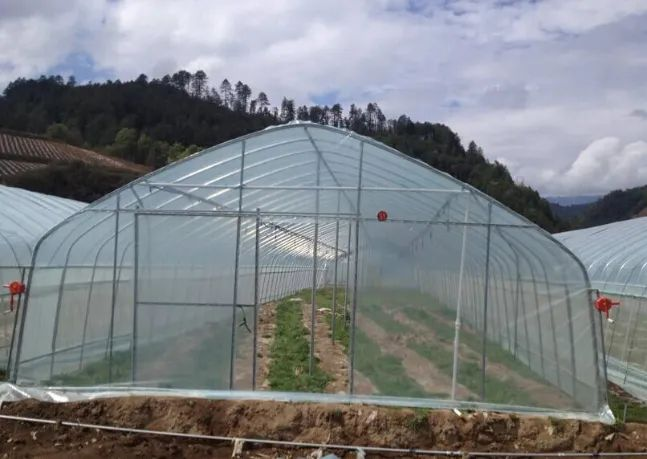 Advantages of plastic multi-span greenhouses